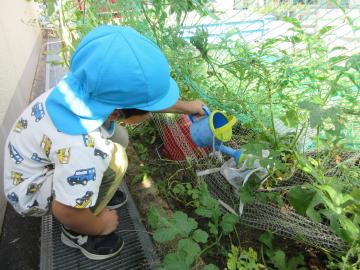 園児がじょうろを使ってスイカに水をあげている写真