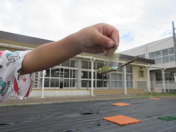 園庭で園児がトンボを持っている様子