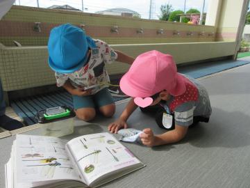 園内の廊下で園児たちが図鑑で名前を調べている様子