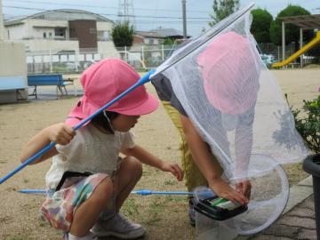 園庭で園児たちが虫かごに虫を入れている様子