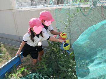 屋外で園児がじょうろを使いスイカに水やりをしている様子