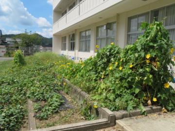 草だらけになった中庭