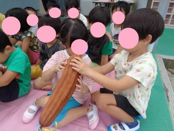 幼児が、収穫したヘチマの先端を覗いているところ