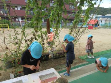 フウセンカズラとアサガオの種を採って数えているところ