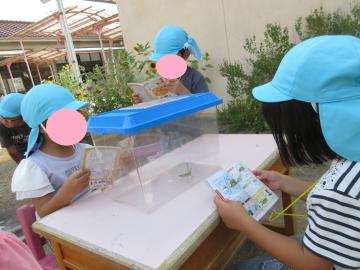 捕まえたバッタを見て、図鑑で種類を調べているところ