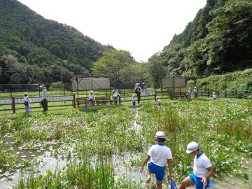 池で採集している様子