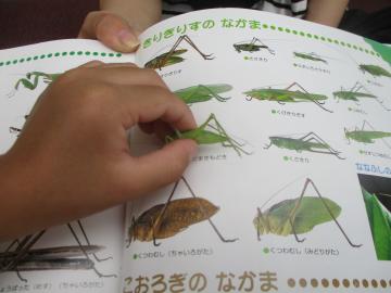 図鑑のバッタの写真の上に捕まえたバッタを置いている様子