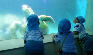 ウミガメを見ている写真