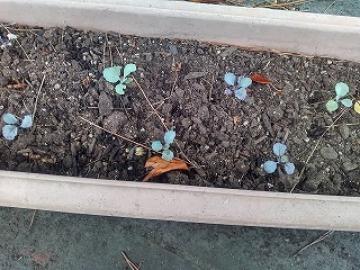 プランターに植えられた植物の芽