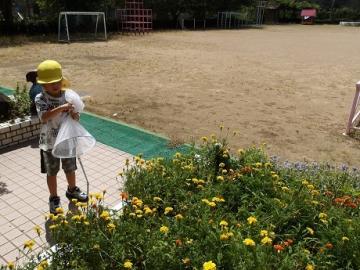 幼児が虫網を持ってバッタを捕まえる様子
