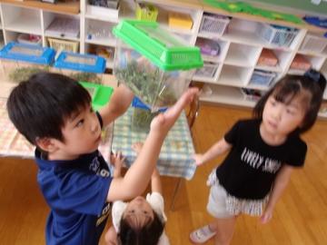 捕まえた虫の虫カゴを覗き込む幼児の様子