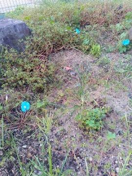 体育館前に咲く朝顔