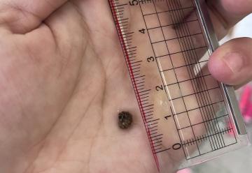 伸びると1センチくらいの幼虫です