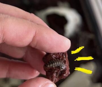 石の模様みたいについている幼虫