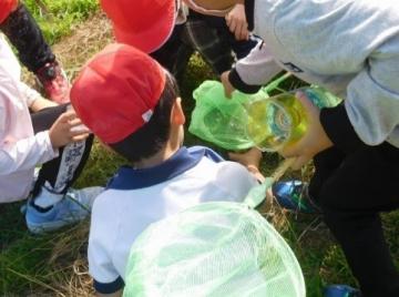 網を持って虫をつかまえる児童の様子