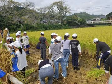 田んぼで稲刈り体験をする5年生の児童たちの様子