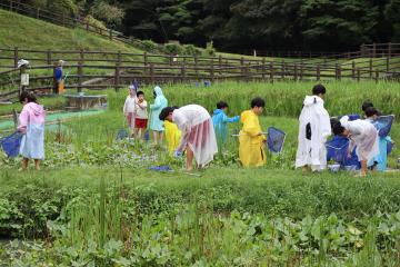 小雨が降りカッパを着てビオトープに入りました