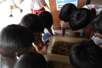 採集した水生昆虫を見ています
