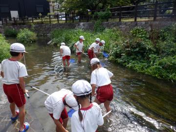 川の中を探索する児童の様子。川には緑も見られます。