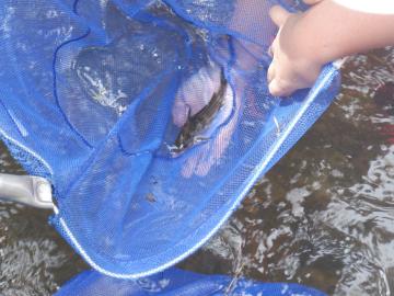 網で魚を捕まえた様子