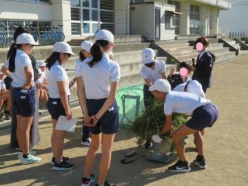 校庭に集めた草の重さをはかる環境委員会の様子