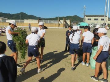 あつめた草をはこぶ6年生の様子