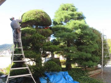 前庭を剪定する作業者の様子