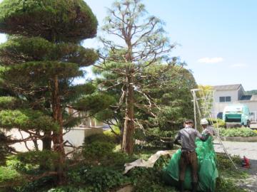 さらに別の前庭を剪定する作業者の様子