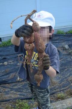 大きなさつまいもを先生に見せる児童