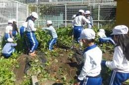 児童たちがさつまいもの長いつるを運んでいきます。