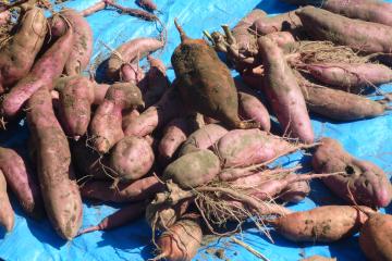 どっさり収穫したさつまいもの写真