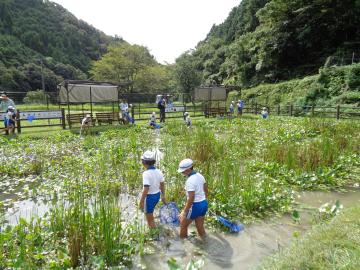 じゃぶじゃぶ池で児童が生き物を捕まえている様子