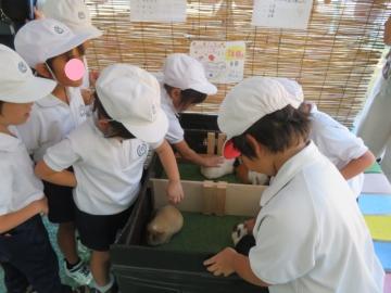 モルモットとのふれあいをたのしむ1年生