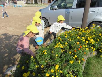屋外で園児たちがマリーゴールドを摘んでいる様子
