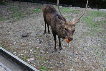 大きな柿を食べる鹿