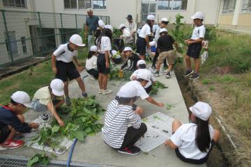 枝豆をもぎ取っている様子