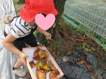 落ち葉を拾っている様子