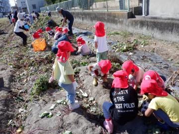 芋ほりをする幼児