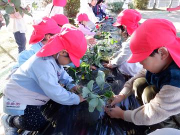 いちごの苗を植える幼児