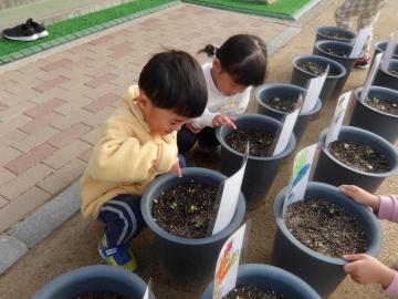 二十日大根の観察をする幼児