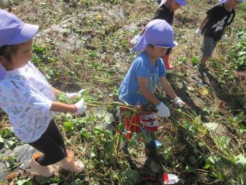芋のつるを引っ張る幼児