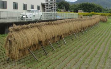 稲刈りの後の稲穂を干しているところ