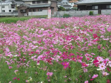 満開のコスモス