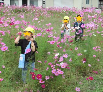コスモス畑を散策する園児3名