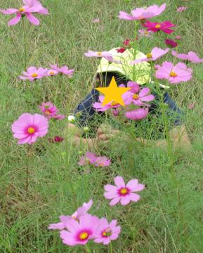 コスモス畑に隠れる子どもその1