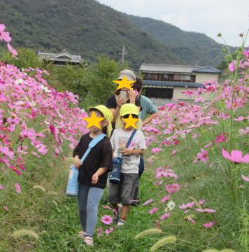お家の人達とい一緒にコスモス畑を散策する子ども