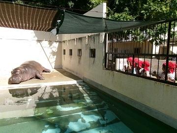 動物園でカバを見ている写真