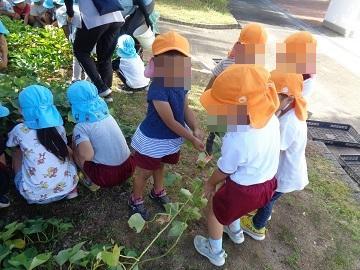3歳児が芋のツルを引っ張っている写真