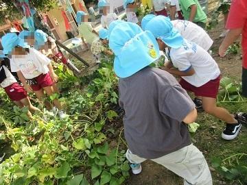 年長児が芋ほりをしている写真