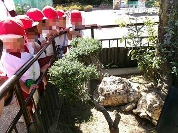 動物園でカメをみている写真